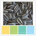 bird striped sunflower seeds kernels 5009 24/64